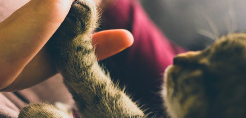 Coping with the Loss of Your Cat:Emotional Healing After Saying Goodbye